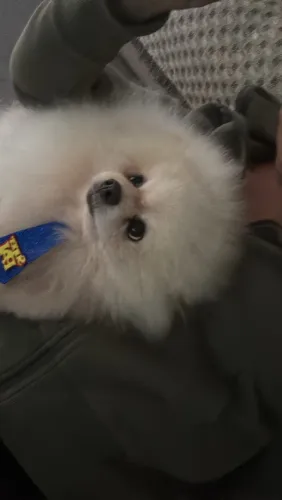 Doa-se Spitz Alemão macho