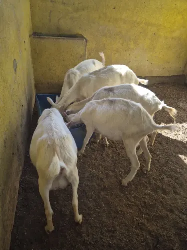 Cabras Saanen 