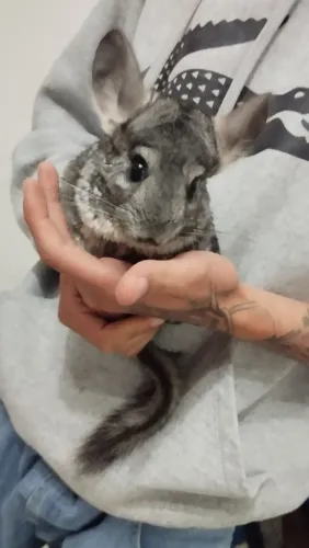 CASAL DE CHINCHILAS
