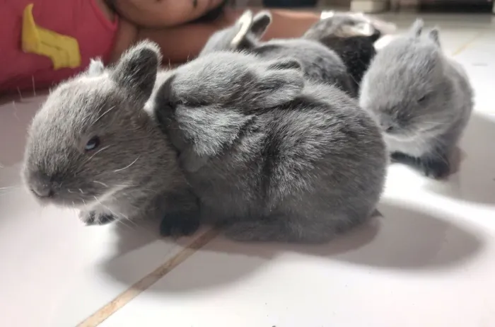 ? coelhos?