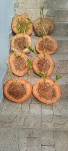 Orquídeas plantada na bolacha