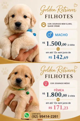 Filhote Golden Retriever
