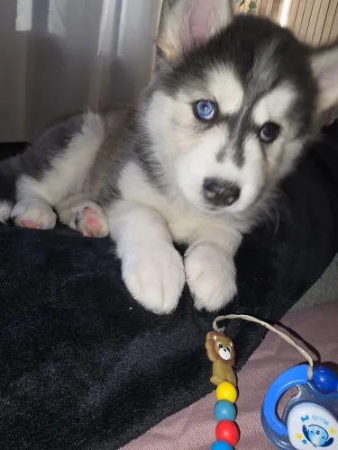 Fêmea Husky Siberiano