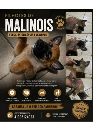 Malinois