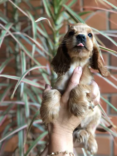 Filhotes de Cocker Spaniel Inglês 