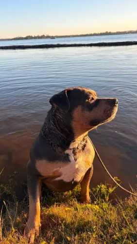 American bully pra cruza