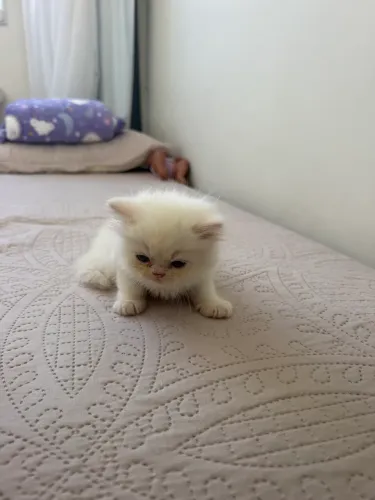 Gato persa 2 meses 