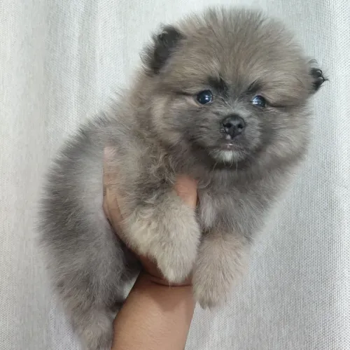 Linda fêmea de Spitz/Lulu Anão