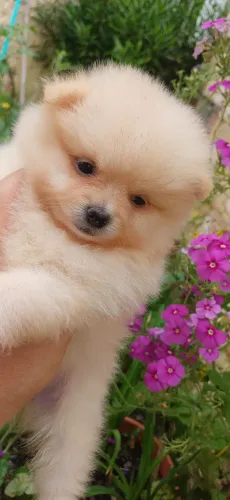 Luluzinha anã creme