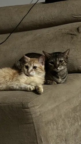 Adoção de gatos