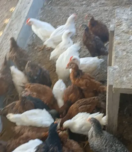 Galinhas poedeiras