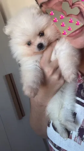 Spitz alemão Fêmea