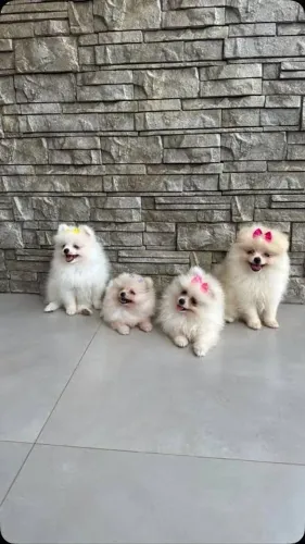 Doa-se Lulu da pomerania