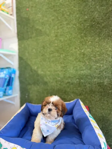 Shih Tzu Macho 10x R$160