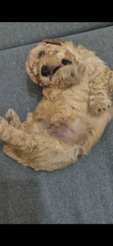 Poodle 