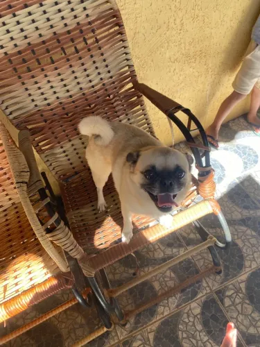 Pug fêmea