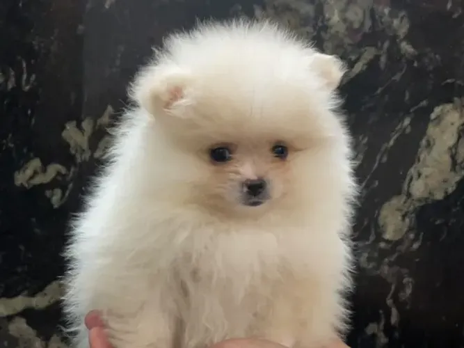 Spitz Anâo Ursinho Com Pedigree.