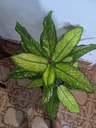 Jardinagem 