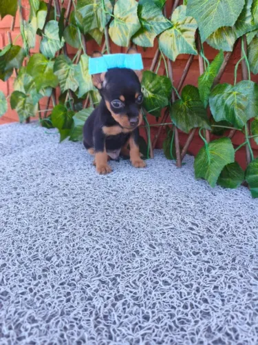 Amor em versão mini - Pinscher disponível no chat!