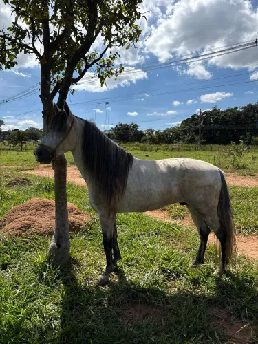 Garanhão registrado 