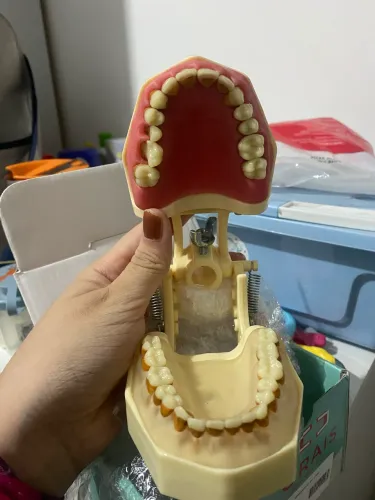 Manequim Periodontia -Orais - Novo