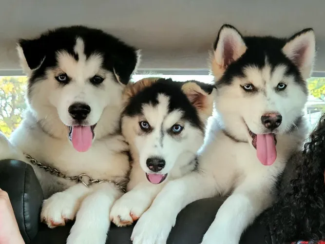 PROMOÇÃO de FILHOTES DE HUSKY SIBERIANO com PEDIGREE da CBKC!!! Com DESCONTO de R$ 300,00!