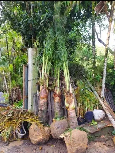 Coco anao 5 mts de altura 