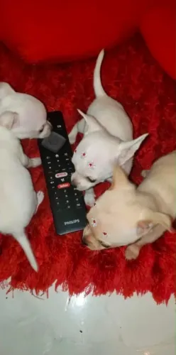 CHIHUAHUA