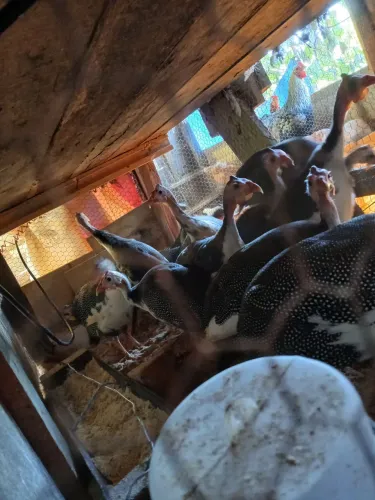 Vendo galinhas de angola 4 e5 meses algumas sexadas
