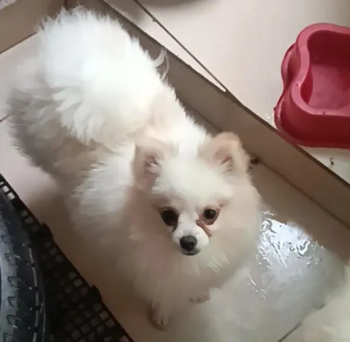 Lulu da Pomerânia fêmea 7 meses