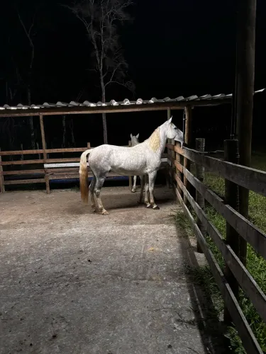 Cavalo mangalarga 