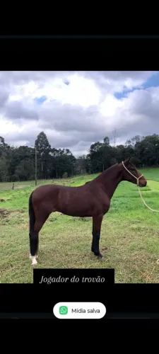 Potros MM domados