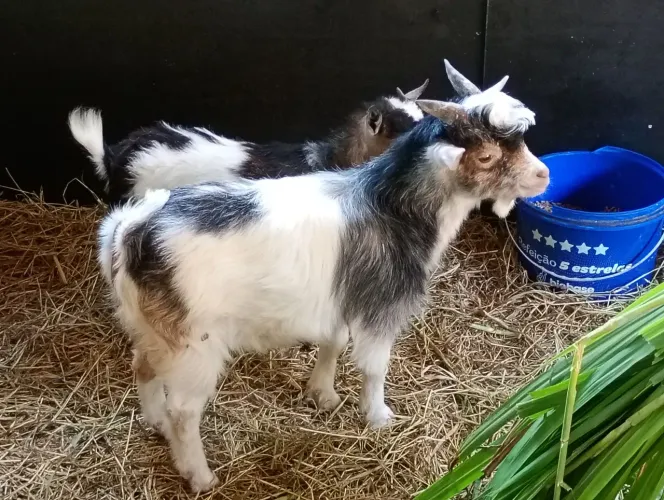 Casal de Mini cabras com 32 cm