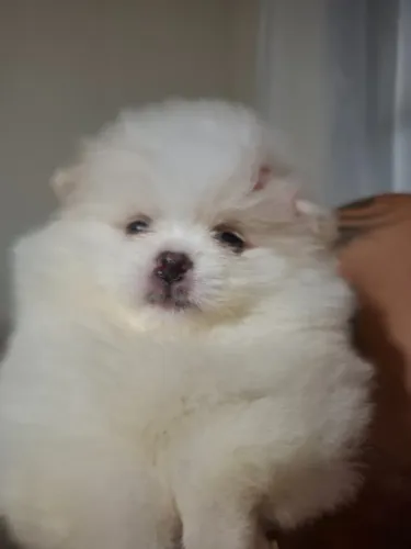 Lulu da pomerania  fêmea 