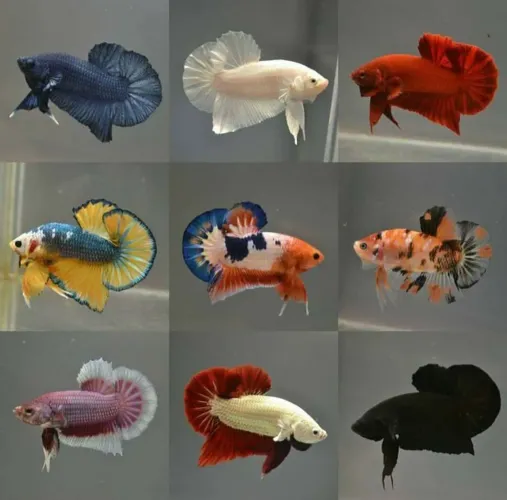 Ornamentais e acessórios para aquário