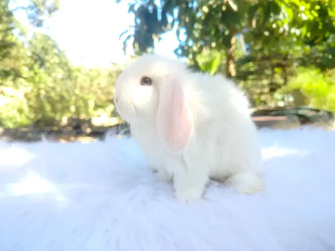 Coelhos Mini Lop fêmeas 