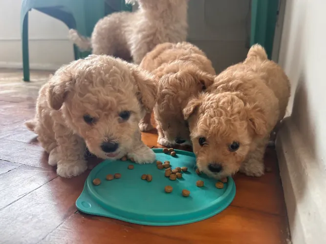 Filhotes de Poodle