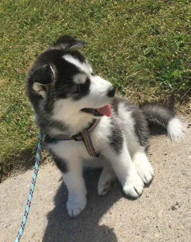 Filhote Husky Siberiano, Uma vida cheia de alegria e travessuras começa aqui!