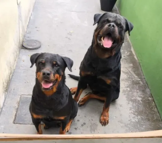 ROTTWEILER CABEÇA DE TOURO