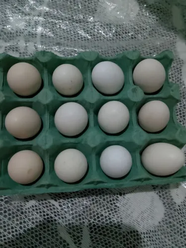 Ovos férteis de Galinha Sedosa a venda!