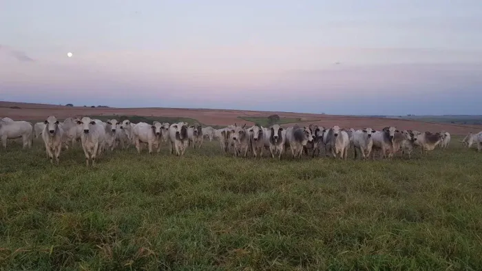 Fazenda à venda, m² por R$ 512.999.999,99 - Centro - Pompéia/SP