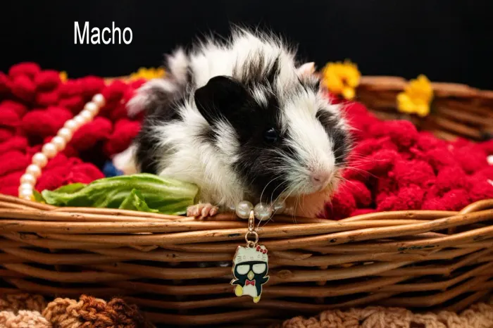 Filhote de porquinho da índia Abissínio
