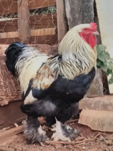 Galo Brahma 