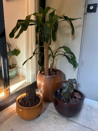 Conjunto vasos cerâmica + plantas de sombra - decoração interior