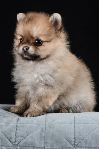 Melhores FIlhotes de Spitz alemao esta aqui