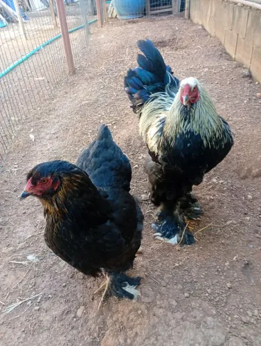 Galinhas Brahma.