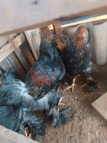 Frango bhama perdiz
