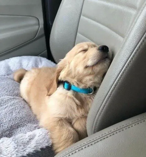 Filhote Golden Retriever, Quer Mais Amor na Sua Vida?