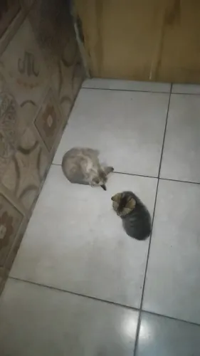 Gatos antialérgicos