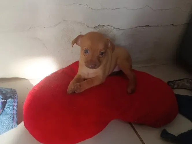 Pinscher Miniatura 800g Filhote Macho Perola Vacinado Desparasitado Parcelo Entrego Grátis